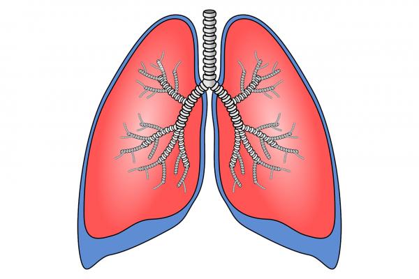 Lungs