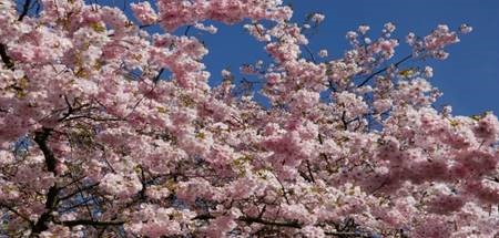 Evesham Blossom Trail (countrylife.co.uk)