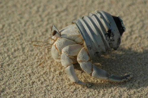Hermit crab unusual home