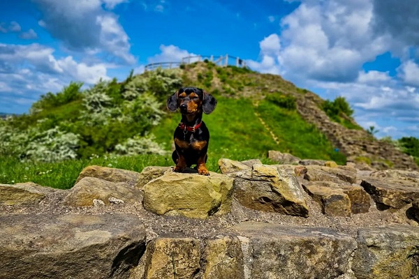 A sausage dog  pictured at Sandal Castle