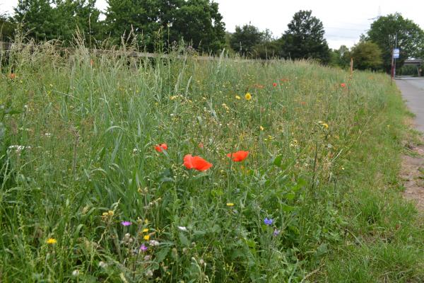 Wildflowers on a roadside verge