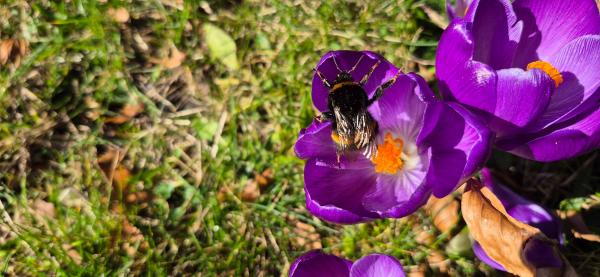 A bee enjoying the bright purple crocus flowers outside at Pontefract Castle.