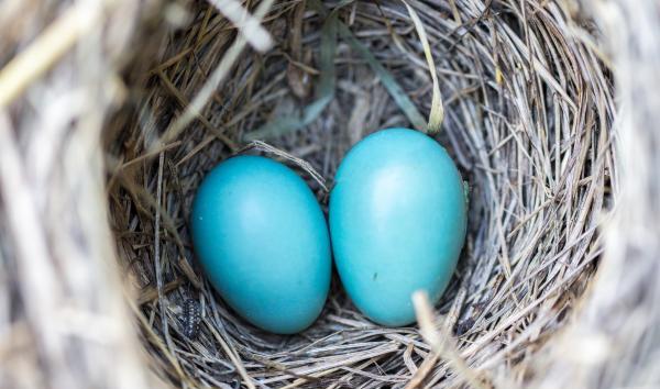 A nest with two bright blue eggs in it