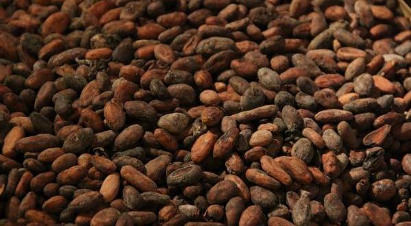 A large pile of cocoa beans