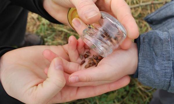 An adult pouring seeds into a child's hand