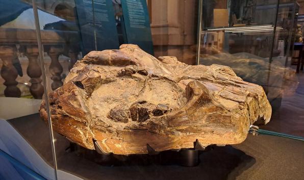 a fossilised head of a Temnodontasaurus in a glass display case