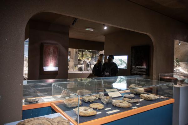 a museum case with fossils in