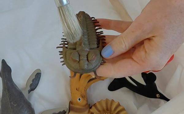 a person's hand hold a trilobite and dusts it with a paintbrush
