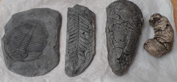 fossils of plants and insects to use as part of handling museums learning