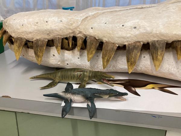 large model dinosaur model head beside small plastic ancient marine reptiles