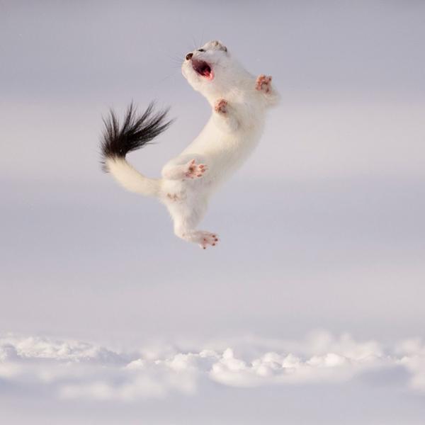 Stoat in his winter coat jumping in air against the snow