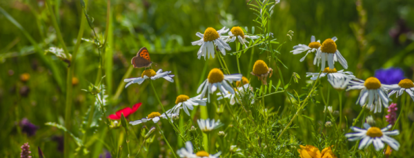 A wildflower meadow with ox eye daisies and orange butterflies