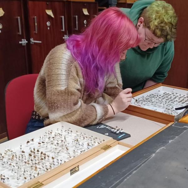Two people looking at trays of preserved insects
