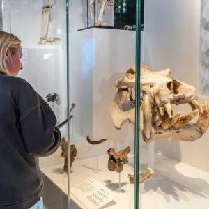 A blonde woman looking at a large animal skull
