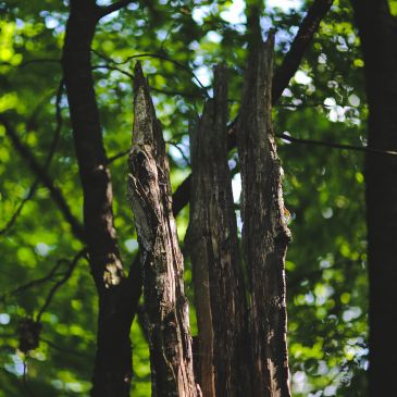 trees