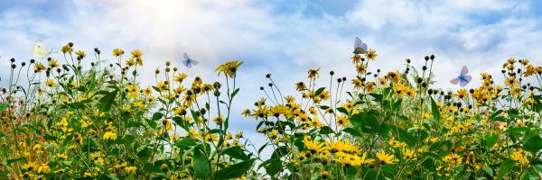 Butterflies in a field of marigolds. 