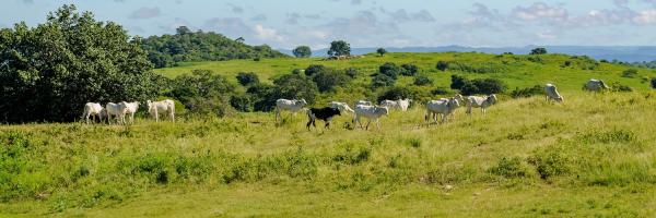 Cattle grazing in Brazil.