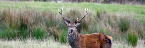 A stag in Scotland.