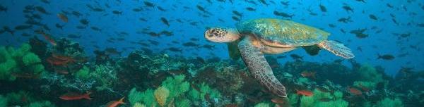 A turtle on a coral reef.