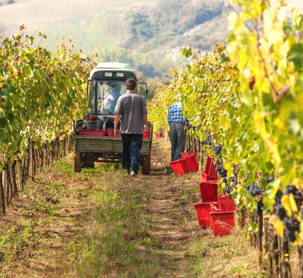 Vineyard in Tuscany, Italy.