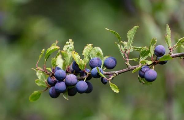 Lyth Valley damsons