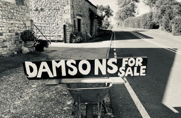 Lyth Valley damsons for sale