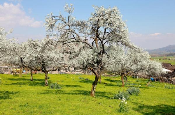 Lyth Valley damson trees